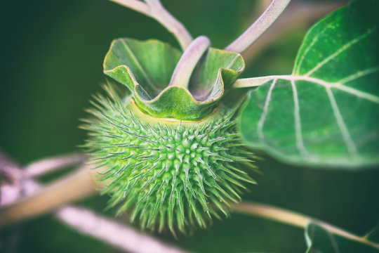 Jimsonweed fruit. Selective focus