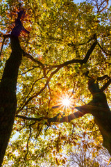 Fototapeta premium Fall in forest