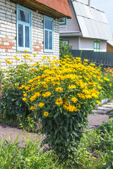 Sunflower tuber (lat. Helianthus tuberosus). Flowering plant