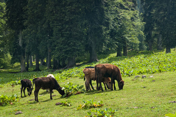 Naklejka na ściany i meble meadows in the mountains of Abkhazia