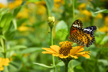 The butterfly and flower closeup with green background