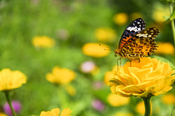 The butterfly and closeup with green background.