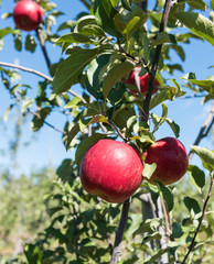 Red apples hanging on a tree and ready for picking