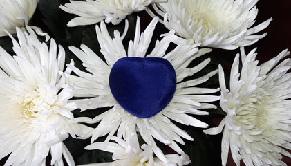 white chrysanthemums flowers and blue gift box