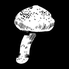 vector hand drawn ink illustration of mushroom from the forest