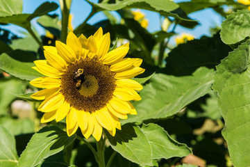 Field of sunflowers and blue sky