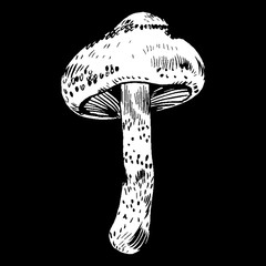 vector hand drawn ink illustration of mushroom from the forest