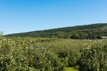 Naklejka premium Apple Orchard with rows of trees