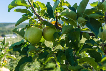 Green apples hanging from a tree ready for picking