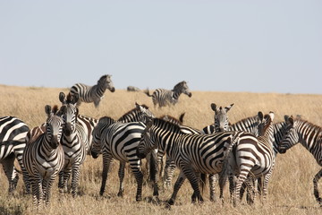 Fototapeta na wymiar Zebras im Masai Mara Nationalpark