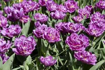 Flower bed of purple tulips