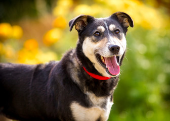 Portrait of a dog with its tongue hanging out