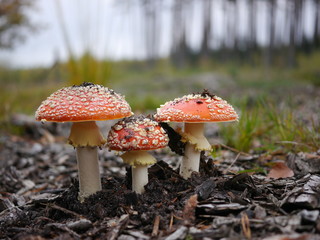 three red toadstool