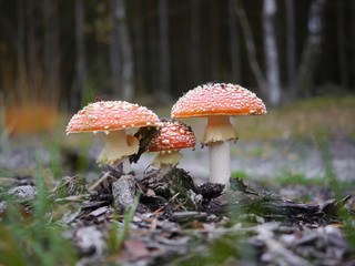 three red toadstool