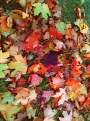 Autumn leaves background. Yellow maple leaves