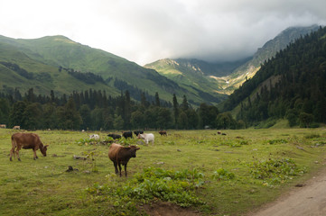 Fototapeta na wymiar meadows in the mountains of Abkhazia
