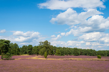 Fototapeta na wymiar Heathland with flowering common heather, natural background