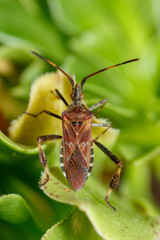 Chinche americana del pino