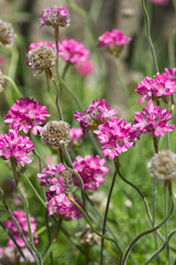 Armeria maritima (Armeria vulgaris)