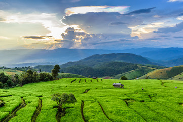 Obraz premium Green Terraced Rice Field in Chiangmai, Thailand