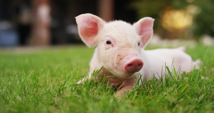pig cute newborn standing on a grass lawn. concept of biological , animal health , friendship , love of nature . vegan and vegetarian style . respect for nature .