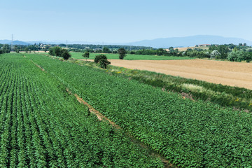 Rural Italian landscape