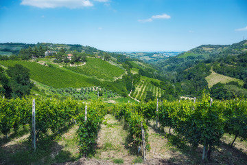 Fototapeta na wymiar Landscape with green vineyards