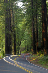 car headlights in redwoods