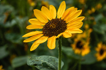 Sunflower closeup background and texture in summer.