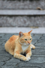 Beautiful cat on the street