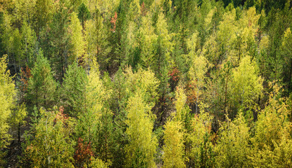 Autumn forest, top view