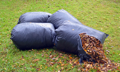 Осеняя опавшая листва, убранная с газона, в порвавшемся мусорном мешке