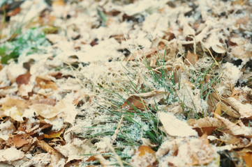 First snow after snowfall on autumn falling leaves