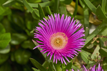 cactus dark pink flower closeup in the garden