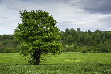 Fototapeta na wymiar Lonely tree in a valley