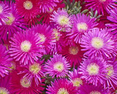 cactus dark pink flowers closeup, natural background