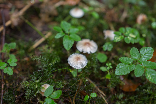 Pilz im Wald in der Natur