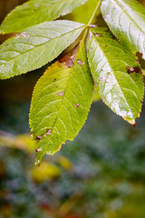 Tropfen aus Wasser auf dem Gras und Blatt in der Natur