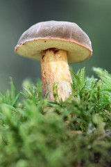 mushroom in the forest