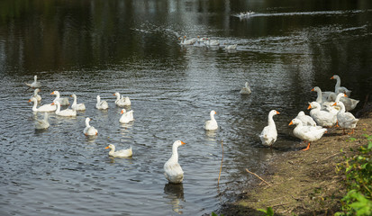 white geese on the pond