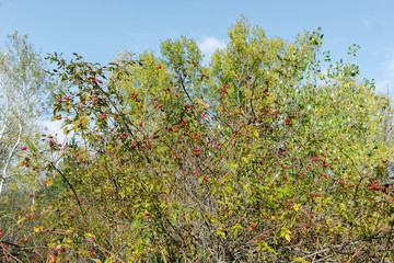 briar background, dogrose photo, briar photo, rosehip berries, rosehip photo, rosehip photo, raw dogrose berries, dogrose background, wild rose