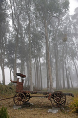 Fototapeta na wymiar stage-coach n eucalyptus in fog