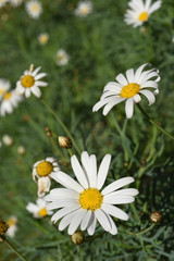Scenery of daisy flowers on summer