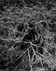 Wildhecke im Naturpark Moritzburg