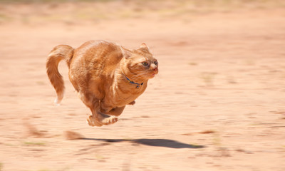 Orange tabby cat running full speed across red sand