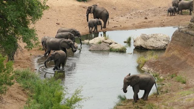 Elephant family at the Redrock viewpoint in the Kruger national park of South Africa