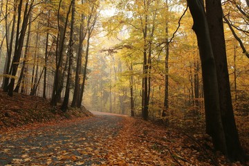 Fototapeta premium Path through the autumnal forest on a rainy, misty weather
