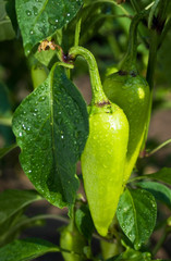 bush wet green pepper
