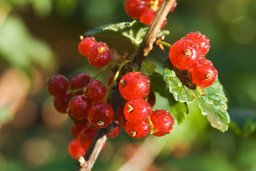 bunch of red currant