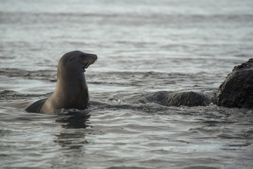 Fototapeta premium Wild sea lion swimming in ocean water